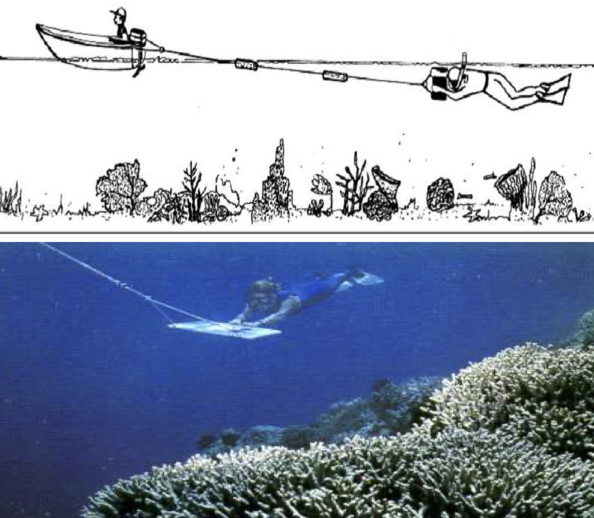 surveying the reef (aka human crocbait)